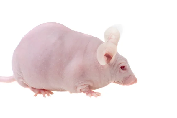 Kılsız albino fare, Mus musculus, beyaz üzerinde izole. — Stok fotoğraf