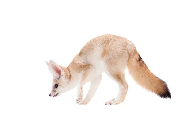 Mooie Fennec vos geïsoleerd op witte achtergrond — Stockfoto