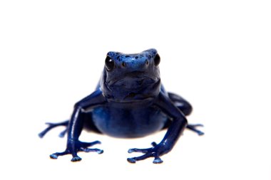 Zehirli ok kurbağası, Dendrobates tinctorius gök mavisi, beyaz mavi