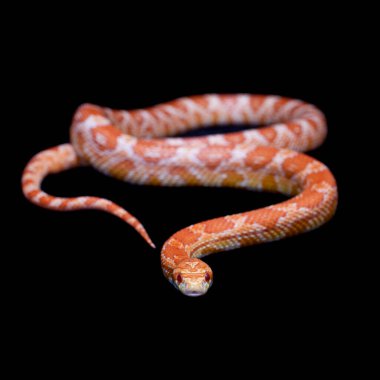 Pembe mısır Yılan, Pantherophis Guttatus, siyah üzerine