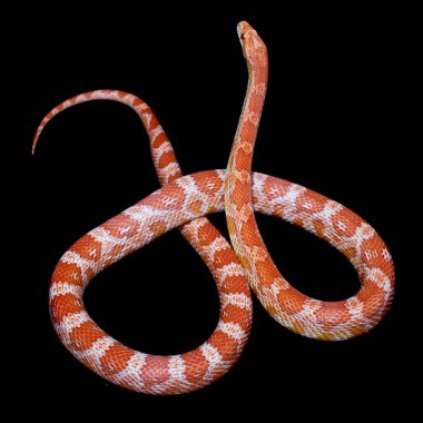Pembe mısır Yılan, Pantherophis Guttatus, siyah üzerine