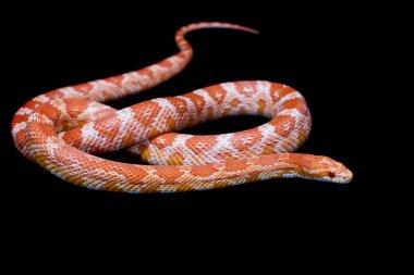 Pembe mısır Yılan, Pantherophis Guttatus, siyah üzerine