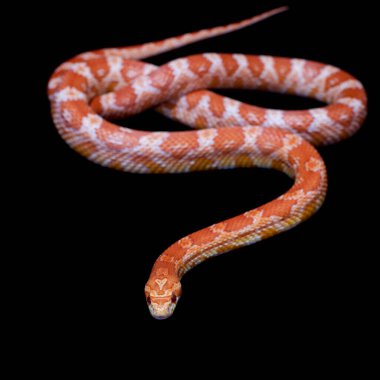 Pembe mısır Yılan, Pantherophis Guttatus, siyah üzerine