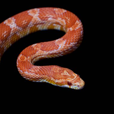 Pembe mısır Yılan, Pantherophis Guttatus, siyah üzerine