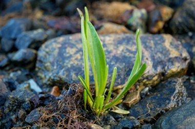 Beyaz deniz koyunda kahverengi laminarya, Rusya