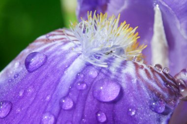 Surinam yakınlarında çiğ taneleri olan güzel mor çiçekler