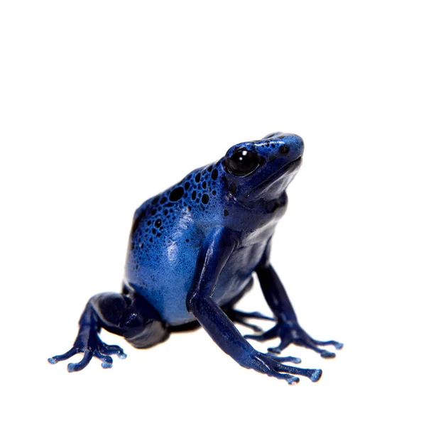 Blue Poison dart frog, Dendrobates tinctorius Azureus, sobre blanco —  Fotos de Stock