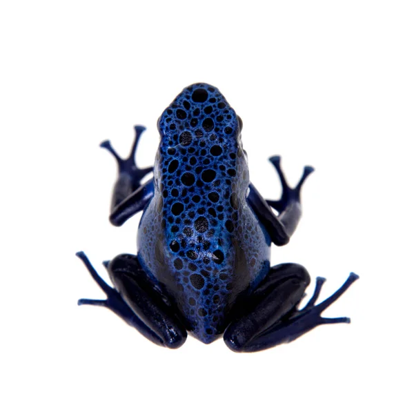 Blue Poison dart frog, Dendrobates tinctorius Azureus, sobre blanco — Foto de Stock