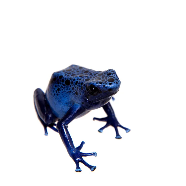 Blue Poison dart frog, Dendrobates tinctorius Azureus, sobre blanco —  Fotos de Stock