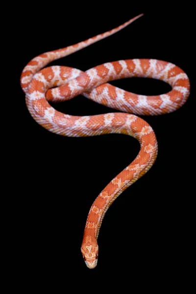 Pink corn Snake, Pantherophis guttatus, on black — Stock Photo, Image