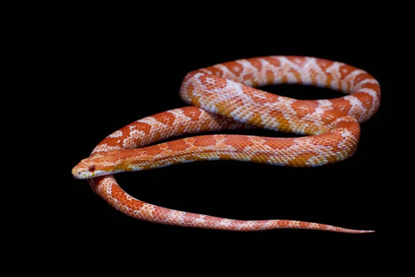 분홍색 옥수수 뱀 , Pantherophis guttatus, on black — 스톡 사진