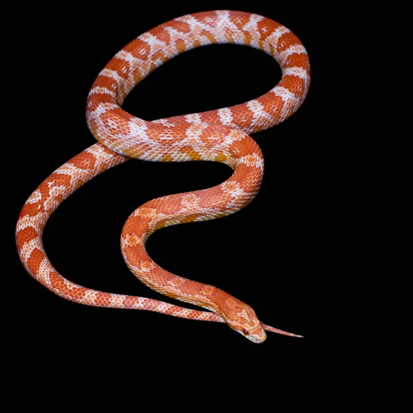 Růžová kukuřice Had, Pantherophis guttatus, na černé — Stock fotografie