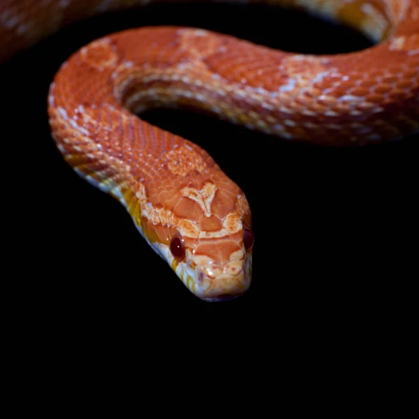 Roze maisslang, Pantherophis guttatus, op zwart — Stockfoto