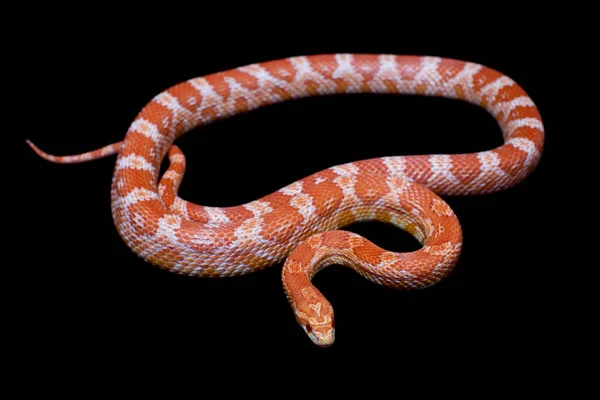 Serpiente de maíz rosa, Pantherophis guttatus, sobre negro —  Fotos de Stock