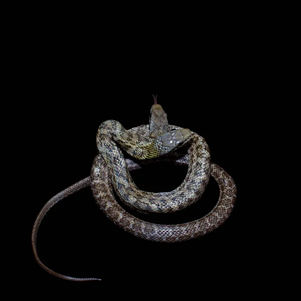二頭のネズミのヘビ、エラフ・クライマコポラは黒で — ストック写真