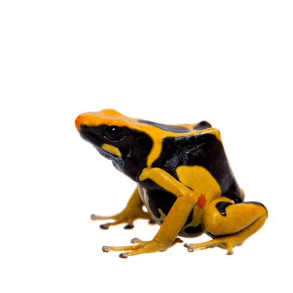 Regina Tingimento Veneno dardo rã, Dendrobates tinctorius, em branco — Fotografia de Stock