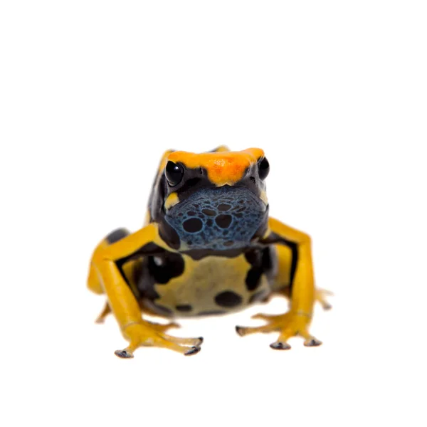 Regina Tingimento Veneno dardo rã, Dendrobates tinctorius, em branco — Fotografia de Stock