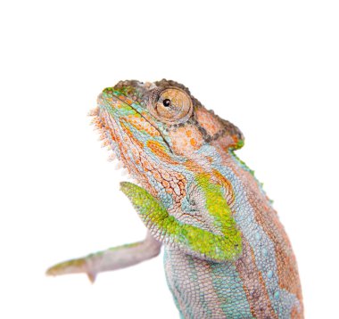 Cape dwarf bukalemunu, Bradypodion pumilum, beyaz üzerinde