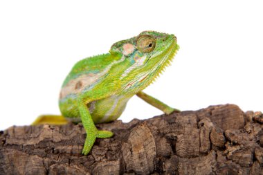 Cape dwarf bukalemunu, Bradypodion pumilum, beyaz üzerinde