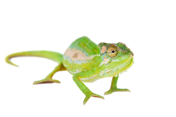 The Cape dwarf chameleon, Bradypodion pumilum, on white — Stock Photo, Image