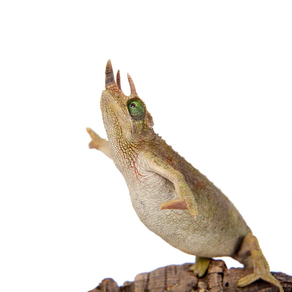 Jacksons camaleón con cuernos, Trioceros jacksonii jacksonii, en blanco —  Fotos de Stock