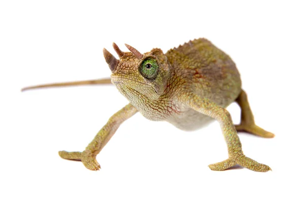 Jacksons horned chameleon, Trioceros jacksonii jacksonii, on white — Stock Photo, Image