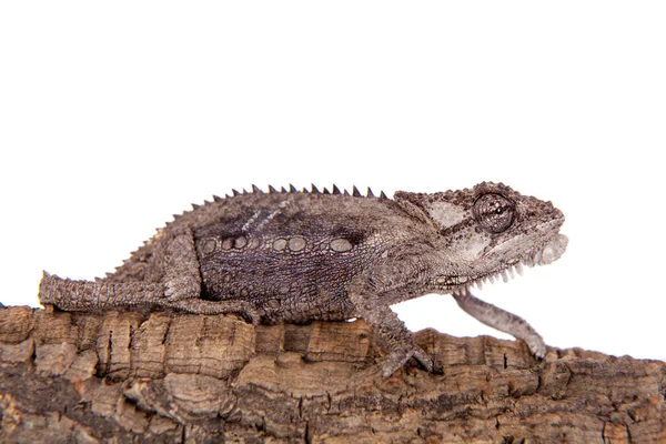 Namaqua trpasličí chameleon nebo Bradypodion okultní na bílém — Stock fotografie