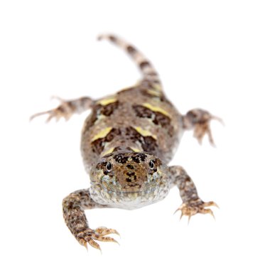 Bibronlar iguana ya da Diplolaemus bibronii beyaz üzerine