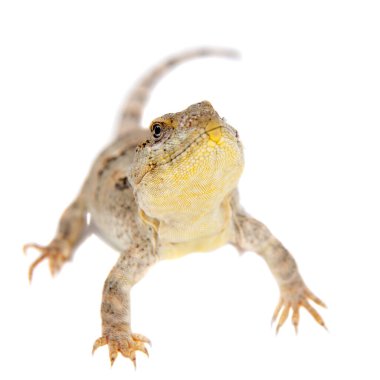 Bibronlar iguana ya da Diplolaemus bibronii beyaz üzerine