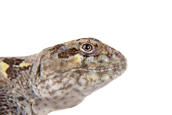 Bibrons iguana lub Diplolaemus bibronii na białym — Zdjęcie stockowe