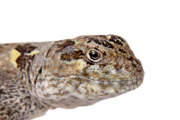 Bibrons leguana eller diplolemus bibronii på vit — Stockfoto