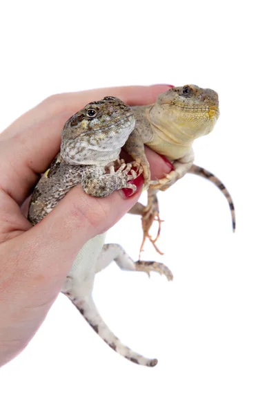 Bibrons iguana ou Diplolaemus bibronii sobre branco — Fotografia de Stock