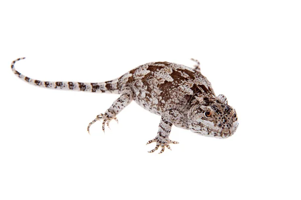 Darwins iguana or Diplolaemus darwinii on white — Stock Photo, Image