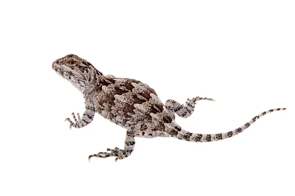 Darwins iguana or Diplolaemus darwinii on white — Stock Photo, Image