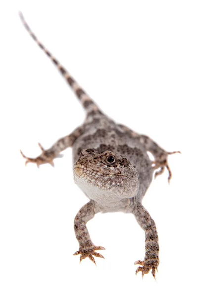 Iguane de Darwin ou Diplolaemus darwinii sur blanc — Photo