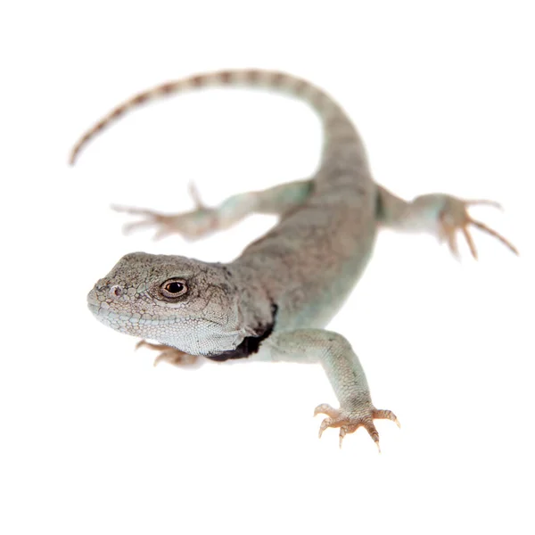 Lagarto bastante cinzento Pristidactylus nigroiugulus em branco — Fotografia de Stock