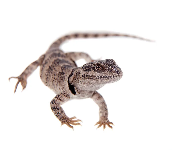 Pretty grey lizard Pristidactylus nigroiugulus on white — Stock Photo, Image