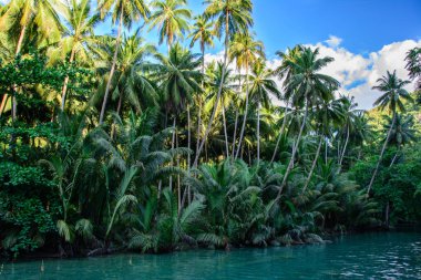 Nehir orman, Cebu Adası Filipinler