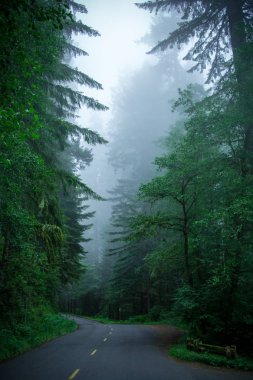 Redwood Milli Parkı, Kaliforniya ABD ormandaki yol