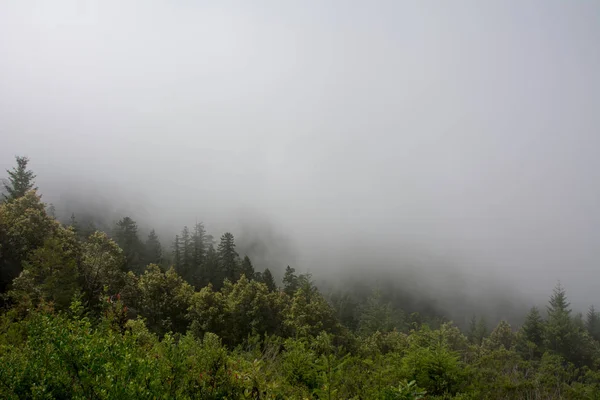 Forest View Redwood National Park, California USA — Stock Photo, Image