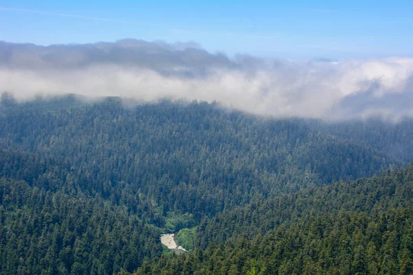 Προβολή Redwood Εθνικού Δρυμού, Καλιφόρνια ΗΠΑ — Φωτογραφία Αρχείου
