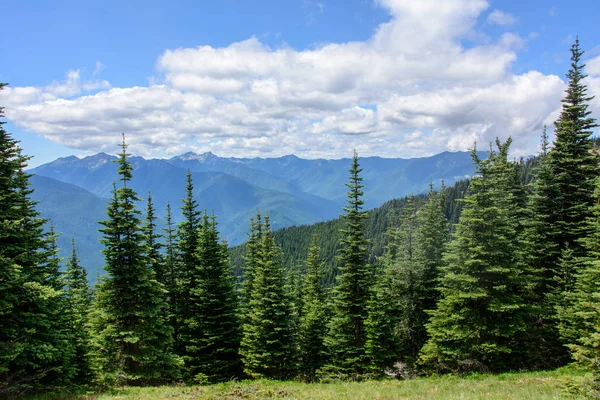 Paisagem florestal nas montanhas, Parque Nacional Olímpico, Washington, EUA — Fotografia de Stock