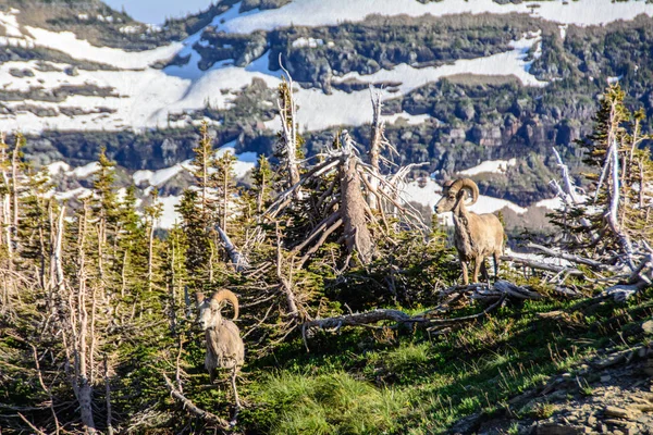 Carnero de montaña en el Parque Nacional Glaciar, Montana, EE.UU. —  Fotos de Stock