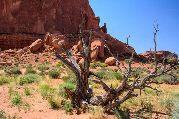 Árbol seco en Arches National Park, Moab, Utah, Estados Unidos — Foto de Stock