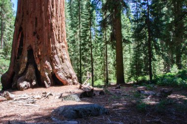 sequoia Ulusal Parkı, Kaliforniya, ABD