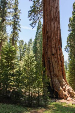 Dev ağaçlar Sequoia National Park, Kaliforniya, ABD