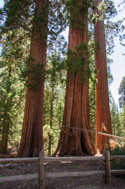 Dev ağaçlar Sequoia National Park, Kaliforniya, ABD