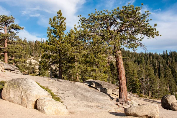 Tree on a rock Taft Point en el Parque Nacional Yosemite, California, EE.UU. —  Fotos de Stock
