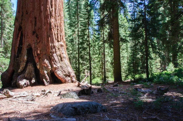 Sequoia národní park, Kalifornie, USA — Stock fotografie