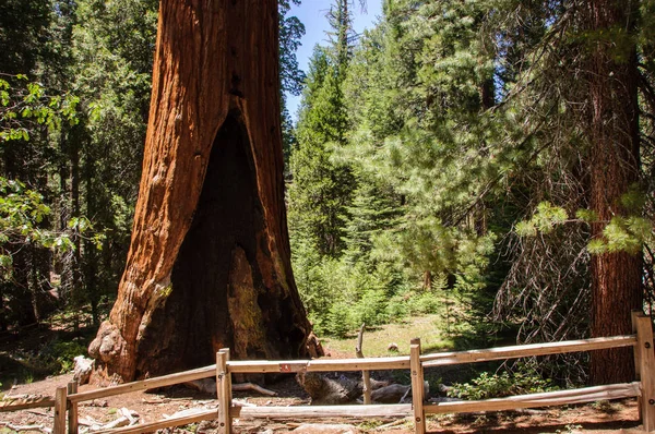 Γιγαντιαία δέντρα στο εθνικό πάρκο Sequoia, Καλιφόρνια, ΗΠΑ — Φωτογραφία Αρχείου